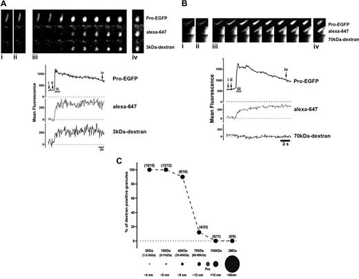 Figure 2. Size of the fusion pore formed during a lingering kiss. In each case (panels A and B) the image montages show the fluorescence of a Proregion-EGFP (top panels) containing WPBs prior to (i and ii) and during (iii and iv) a lingering kiss evoked by histamine (100 μM), in the presence of extracellular alexa-647 (middle panels) and 3 kDa dextran-TRITC (A; bottom panel) or 70 kDa dextran-TRITC (B; bottom panel). The time-courses for the changes in WPB-EGFP (top traces), alexa-647 (middle traces), and dextran-TRITC (bottom traces) fluorescence are shown below each montage. The time points corresponding to the images in the montages are indicated (i-iv), and scale bars are 1 μm. Images were acquired simultaneously on a Leica SP2 confocal microscope at 7.4 frames per second. Panel C summaries the proportion of WPBs that accumulated dextran-TRITC, over the size range 3 kDa to 2000 kDa, in collapsed WPBs. The numbers of WPBs analyzed at each dextran size is indicated in parenthesis by each point. The size range for the dextrans used (where known) are shown in parenthesis below the ordinate for each point, and scale drawings of the mean diameters of the dextrans used are show as black circles. The diameter of Proregion (Pro) estimated by gel filtration28 is indicated as a gray circle.