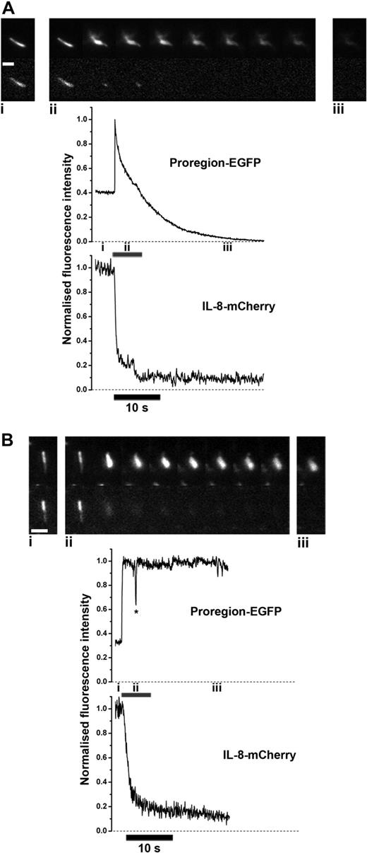Figure 3. Selective loss of IL-8-mCherry but not Proregion-EGFP from WPBs during a lingering kiss. The image montages in panels A and B show individual WPBs containing both Proregion-EGFP (top panels) and IL-8-mCherry (bottom panels) during a complete exocytotic event (A) or a lingering kiss event (B). Scale bars are 2 μm. Cells were stimulated with 100 μM histamine. In each case the time-course for loss of fluorescence for each protein (as indicated) is shown below. Images were acquired at 30 frames per second. Images shown in the montages were taken at points indicated by the markers i, ii, and iii. Images shown in montages Aii and Bii were at 12 frame intervals during the period indicated by the gray bar. The transient drop in fluorescence of the Proregion-EGFP signal (*) in B was due to a focus change during recording.