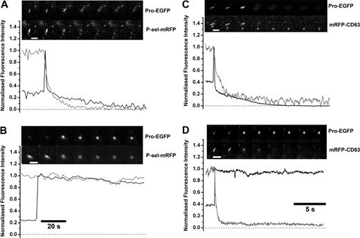 Figure 4. Selective release of WPB membrane proteins during a lingering kiss. In each case the image montages in panels A to D show the fluorescence of a Proregion-EGFP (Pro-EGFP; top panels) containing WPBs during complete exocytosis (panels A and C) or during a lingering kiss (panels B and D) evoked by histamine (100 μM). The fluorescence of P-selectin-mRFP (panels A and B) or mRFP-CD63 (panels C and D) coexpressed with Proregion-EGFP are shown in the lower panels. Scale bars are 2 μm. The time-course for dispersal of Proregion-EGFP (black traces) and P-selectin-mRFP or mRFP-CD63 (gray traces) from the WPBs shown are plotted below each montage. Data in panels A and B were acquired at 0.83 frames per second, and in panels C and D at 30 frames per second.