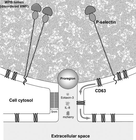 Figure 5. The fusion pore formed during a lingering kiss acts as a molecular filter mediating selective content release. Cartoon showing the solution structures of IL-8 (data from PDB structure 2IL8), mCherry (data from PDB structure 2H5Q), eotaxin-3 (data from PDB structure 1G2T), and the estimated size of Proregion28 relative to the dimensions of the fusion pore formed during a lingering kiss. Also shown are cartoons of the membrane proteins CD63 and P-selectin (full crystal structures are not available for either protein). P-selectin is shown as both a monomer and a dimer35 in the extended conformation observed for the detergent-purified membrane form of this molecule.34 Disordered polymers of multimeric VWF form a “ball of yarn” configuration under nonshear conditions26 and are shown here as a mottled background within the WPB lumen.
