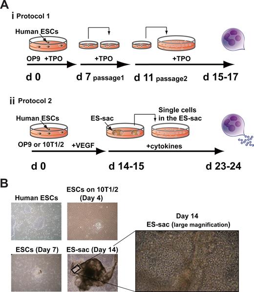 Figure 1. Human ESC-derived sac-like structure (ES-sac). (A) Schematic diagrams of 2 different in vitro differentiation protocols for human embryonic stem cell (hESC)–derived megakaryocytes and platelets. (i) Megakaryocytes are generated on OP-9 stromal cells, as described previously.16 (ii) Megakaryocytes are generated from the cells within ES-sacs on days 14 to 15. (B) Photomicrographs showing undifferentiated hESCs (day 0) and differentiated stages on C3H10T1/2 cells (days 4, 7, and 14). On day 14, ES-sacs appeared. Original magnification, 40×. A high-magnification view (day 14) shows an ES-sac containing numerous bright, spherical cells (200×). VEGF indicates vascular endothelial growth factor; TPO, thrombopoietin.