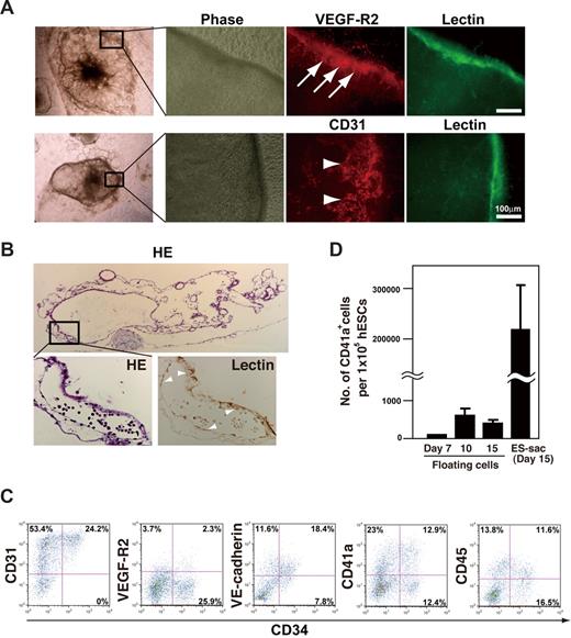 Figure 2. Structure of ES-sacs and hematopoietic progenitors within ES-sacs. (A) Immunohistochemical staining of an ES-sac on day 15. The ES-sac expresses UEA-1 lectin-binding activity, CD31, and VEGF-R2, which is indicative of endothelial differentiation (arrows). Many of the cells inside ES-sacs also express CD31 (arrowheads). (B) Parallel sections of an ES-sac stained with hematoxylin-eosin or UEA-I lectin. The structure is composed of multiple cystic regions in which cellular septa express UEA-1 lectin-binding activity (arrowheads, large magnification view). Top image, 40×; bottom 2 images, 200×. (C) Representative flow-cytometry dot plots of surface molecule expression on the cells inside ES-sacs on day 15. The y-axes indicate CD31, VEGF-R2, vascular endothelial (VE)–cadherin, CD41a (integrin αIIb), or CD45; the x-axes indicate CD34 expression. Numbers on plots are the percentages of total cells within each quadrant. (D) Numbers of CD41a+ cells per starting 105 hESCs. Using protocol 2, CD41a+ cells were obtained more efficiently from cells within ES-sacs on day 15 (adherent cells) than through the use of floating cells on day 7, 10, or 14. Error bars represent SD.