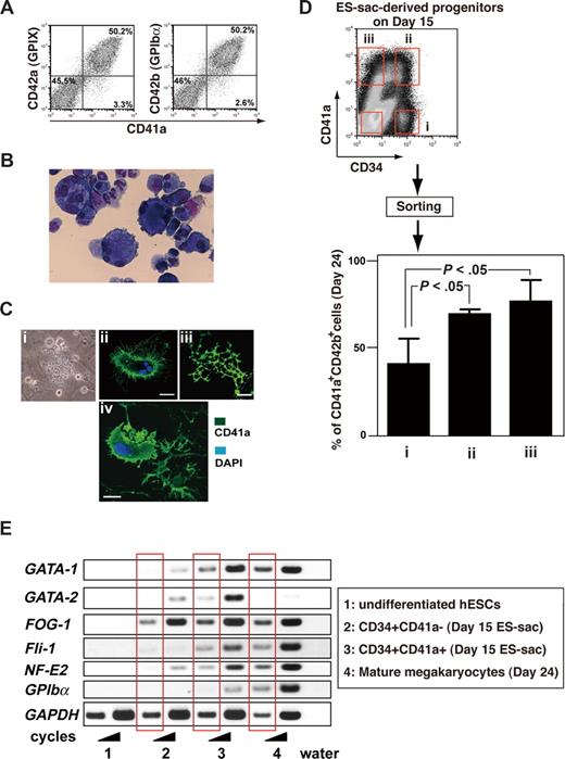 Figure 4. Hematopoietic progenitors within ES-sacs efficiently generate megakaryocytes. (A) Dot plots on flow cytometry showing CD41a (integrin αIib; x-axis) and CD42a (GPIX; y-axis) expression (left panel) or CD41a (x-axis) and CD42b (GPIbα; y-axis) expression (right panel) on day 24. Fifty percent to 60% of the cells appeared to be mature megakaryocytes. Numbers on plots are the percentages of total cells within each quadrant. (B) Floating cells on days 23 to 24 were stained with Hemacolor (Diagnostica Merck, Darmstadt, Germany). (C) Formation of megakaryocytes bearing proplatelets (i-iii) or a megakaryocyte shedding its cytoplasmic membrane for direct releases of platelets (iv). (i) Representative phase contrast photomicrograph. (ii-iv) Immunohistochemical staining demonstrating expression of CD41a (green); nuclei were stained using 4,6-diamino-2-phenylindole (DAPI; blue). Bar represents 20 μm. (D) Top panel: Hematopoietic progenitors within ES-sacs on day 15 were stained for CD34 and CD41a and sorted using the indicated gates (i, ii, iii, and iv). Bottom panel: Percentages of CD41a+/CD42b+ megakaryocytes among the hematopoietic cells on day 24 that were derived from CD34+/CD41a−, CD34+/CD41a+, or CD34−/CD41a+ hematopoietic progeni-tors within ES-sac on day 15. Error bars represent SD. (E) Undifferentiated hESCs (no. 1), cells sorted on day 15 (no. 2 or no. 3), or mature megakaryocytes on day 24 (no. 4) were collected and prepared as described in “Methods.” Extracted RNAs were used for semiquantitative RT-PCR. The bands in the red squares were obtained with fewer PCR cycles.