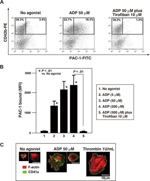 Figure 6. Integrin activation and actin cytoskeletal reorganization in hESC-derived platelets. (A) Representative dot plots for platelets binding FITC-conjugated PAC-1 in the absence (left panel) or presence (middle panel) of 50 μM ADP. The right panel shows inhibition of PAC-1 binding by 10 μM tirofiban. Numbers on plots are the percentages of total cells within each quadrant. (B) Binding of FITC-conjugated PAC-1 to hESC-derived platelets was quantified in the absence and presence of ADP by flow cytometry. Some specimens were also incubated with tirofiban. Data depict means (± SD) from more than 3 independent experiments. (C) hESC-derived platelets spreading on fibrinogen-coated cover glass in the absence and presence of 50 μM ADP or 1.0 U/mL thrombin. Cells were fixed, permeabilized, and stained with rhodamine-phalloidin to label F-actin (red) and anti-CD41a antibody followed by Alexa 488–conjugated secondary antibody (green). αIIbβ3-dependent formation of stress fibers, lamellipodia, and filopodia was observed. Bar represents 10μm.