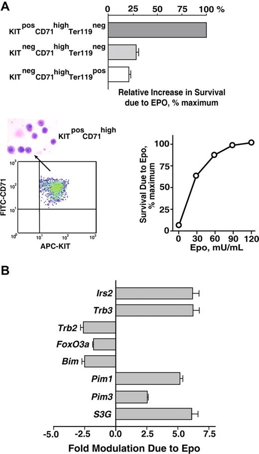 Figure 1. Bone marrow erythroblast preparations, EPO-dependent survival responses, and transcriptome-based identification of EPO-regulated survival genes. (A) Bone marrow preparations were expanded for 3 days in SP34-EX medium to yield KitposCD71highTer119neg, KitnegCD71highTer119neg, and KitnegCD71highTer119pos erythroblast populations. Each was then purified by MACS and/or FACS, and increases in survival as afforded by EPO were determined. Specifically, cells were cultured in SP34-EX medium in the absence of SCF and presence of EPO at 0.1 U/mL. At 18 hours, frequencies of apoptotic cells were assayed using FITC–annexin-V and flow cytometry. Values are normalized means plus or minus SE. KitposCD71highTer119neg erythroblasts as purified by multiparameter MACS also were visualized in cytospin preparations and were assayed for protection against programmed cell death at a range of EPO doses. In the lower left panel, flow cytometry analyses also depict the homogeneity of isolated KitposCD71highTer119neg cells. (B) KitposCD71highTer119neg erythroblasts were cultured for 6 hours in the absence of hematopoietic cytokines, and were then exposed to EPO (± 5 U/mL) for 90 minutes. This included parallel processing of bone marrow–derived erythroblasts from n = 4 independent mice. After EPO exposure, RNA was isolated directly; 4 μg was used in biotin-cRNA syntheses and Affymetrix 430-2.0 array hybridizations. Among candidate (anti)apoptosis-related genes, 8 proved to be modulated by EPO at a confidence interval more than 99%. This included Irs2, Trb3, Trb2, Foxo3a, Bim, Pim1, Pim3, and Serpina3G (S3G). Values are mean-fold modulation plus or minus SD.