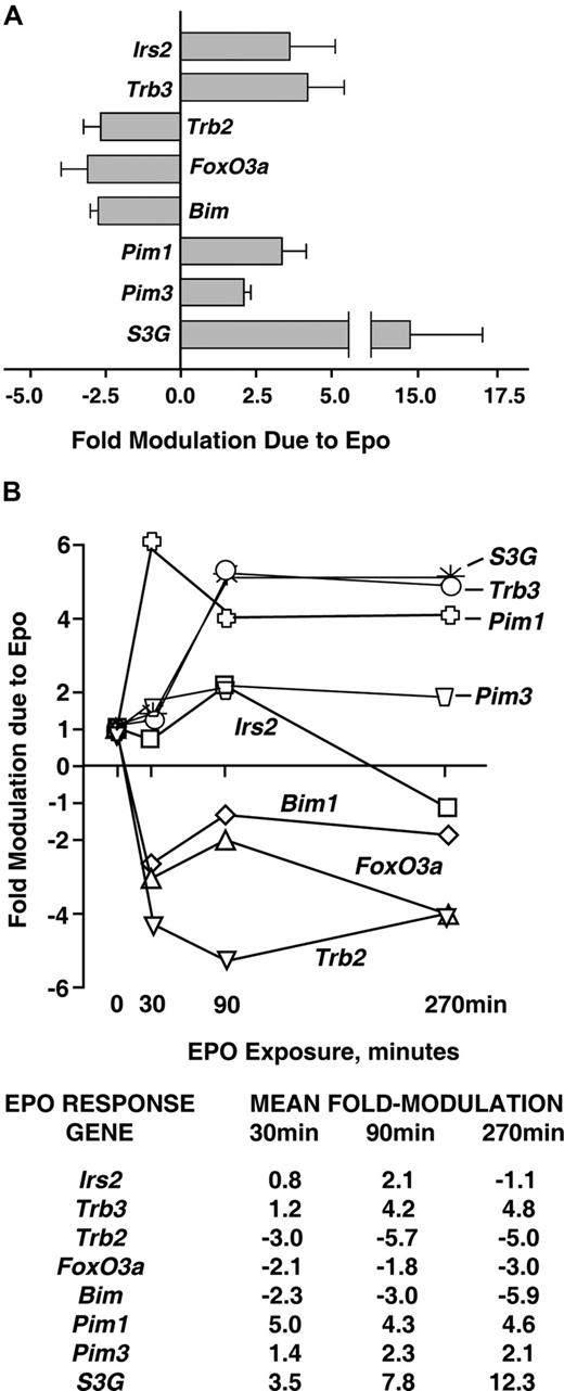Figure 2. Quantitative RT-PCR analyses of EPO modulation of Irs2, Foxo3a, Trb2, Trb3, Bim, Pim1, Pim3, and S3G expression. (A) For each of these (anti)apoptotic factors, multifold modulation by EPO was confirmed by RT-QPCR within KitposCD71highTer119neg erythroblasts as exposed to EPO for 90 minutes. Values are means plus or minus SD for n = 3 independent samples. (B) For each factor, time courses of modulation by EPO also were analyzed. Here, KitposCD71highTer119neg erythroblasts were isolated, cultured for 6 hours in the absence of hematopoietic cytokines, and exposed to EPO (2.5 U/mL). At the indicated intervals, RNA was prepared, reverse-transcribed, and used in quantitative PCR analyses (vs beta-actin as a normalizing control). For an independent sample set, time course analyses were repeated. Results are illustrated for 2 such analyses as mean fold modulation due to EPO for each EPO-modulated candidate survival factor.