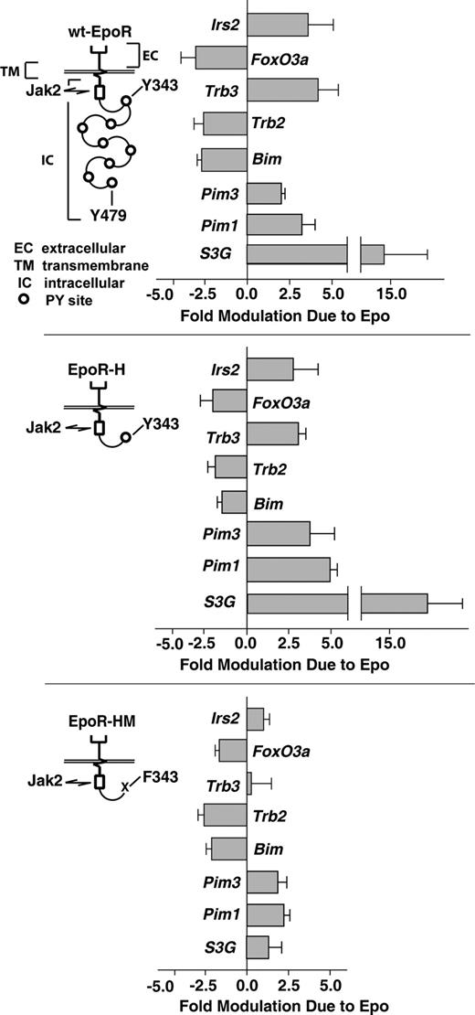 Figure 3. EPO induction of Irs2, Trb3, S3G, Pim1, and PIm3 depends upon EPOR-H PY343 signals, while EPO inhibition of Foxo3a, Trb2, and Bim is EPOR-PY independent. Erythroid progenitor cells were expanded (in SP34-EX medium) from bone marrow preparations for wt-EPOR, EPOR-H, and EPOR-HM mice (n = 3 independent mice per group). For wt-EPOR, EPOR-HM, and EPOR-H EPO receptor alleles, schematics are provided. KitposCD71highTer119neg erythroblasts then were isolated, cultured for 5.5 hours in the absence of hematopoietic cytokines, and exposed to EPO (± 2.5 U/mL). At 90 minutes, RNA was isolated. cDNA was then prepared, and levels of Irs2, Trb3 Trb2, Foxo3a, Bim, Pim1, Pim3, and S3G transcripts were determined by quantitative PCR. Values are mean-fold modulation plus or minus SD.