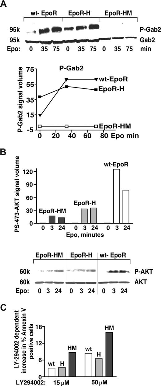 Figure 4. An EPOR-PY343 STAT5 axis mediates GAB2 but not AKT activation. (A) KitposCD71highTer119neg erythroblasts were prepared from wt-EPOR, EPOR-H, and EPOR-HM bone marrow cell expansion cultures. Cells were then cultured for 5.5 hours in IMDM containing transferrin (50 μg/mL), insulin (15 ng/mL), and BSA (0.5%). EPO (2 U/mL) was then added and at 0, 35, and 75 minutes lysates were prepared and levels of PY452 GAB2 and total GAB2 were determined by Western blotting. Outcomes were analyzed quantitatively by scanning densitometry (bottom panel). (B) Coupling to AKT is deficient for not only EPOR-HM but also EPOR-H alleles. Bone marrow–derived KitposCD71high erythroblasts were prepared and purified (as described in panel A) from EPOR-HM, EPOR-H, and wt-EPOR mice. Following withdrawal of hematopoietic cytokines (for 5.5 hours), cells were exposed to EPO (2.5 U/mL) and at the indicated intervals lysates were prepared. Levels of phospho-S473-AKT then were determined by Western blotting (and normalized for AKT levels/loading). Note the limited activation of AKT in not only EPOR-HM but also EPOR-H erythroblasts. Vertical lines indicate reassembled segments from a single, uniform en-hanced chemiluminescence (ECL) exposure. (C) Bone marrow–derived KitposCD71highTer119neg erythroblasts expressing an EPOR-H allele are efficiently protected by EPO against apoptosis, while EPOR-HM erythroblasts are not; KitposCD71high wt-EPOR, EPOR-H, and EPOR-HM erythroblasts were expanded and purified. Cells were then treated with LY274002 to inhibit PI3K,56and were cultured in the presence of EPO at 0.2 U/mL. At 18 hours of culture, frequencies of apoptotic cells were determined by annexin-V staining and flow cytometry. Representative outcomes for LY274002 dosing at 15 and 50 μM are shown.