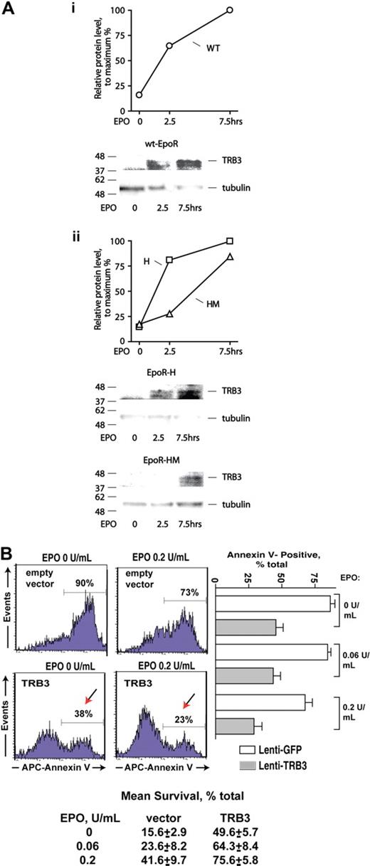 Figure 5. TRB3 induction via EPOR alleles, and TRB3-mediated survival effects in EPO-dependent erythroid progenitor cells. (A) KitposCD71highTer119neg erythroblasts were expanded, and purified from marrow progenitors as prepared from wt-EPOR, EPOR-H, and EPOR-HM mice. Cells then were cultured for 5 hours in 50 μg/mL transferrin, 0.1% BSA, 0.1 mM 2-MF, 15 ng/mL insulin, IMDM and subsequently exposed to EPO (2.5 U/mL). At the intervals indicated, cell lysates were prepared and analyzed for TRB3 expression via Western blotting. Outcomes for the wt-EPOR are illustrated in panel Ai, and for EPOR-HM and EPOR-H alleles in panel Aii. (B) TRB3 inhibits apoptosis due to cytokine withdrawal in EPO-dependent UT7epo cells. Lentiviruses encoding TRB3 or GFP only (empty control vector) were prepared and used to stably transduce UT7epo cells. GFPpos cells were then isolated by FACS, and possible effects of TRB3 on survival were assessed in the presence of EPO at limiting doses. As assayed via staining with APC–annexin-V, significant protection against apoptosis was afforded by TRB3. Representative flow cytometry data are shown (left panels) together with mean TRB3 survival effects (± SE, n = 3). Mean outcomes for 2 independent sets of experiments also are shown (botom panel).