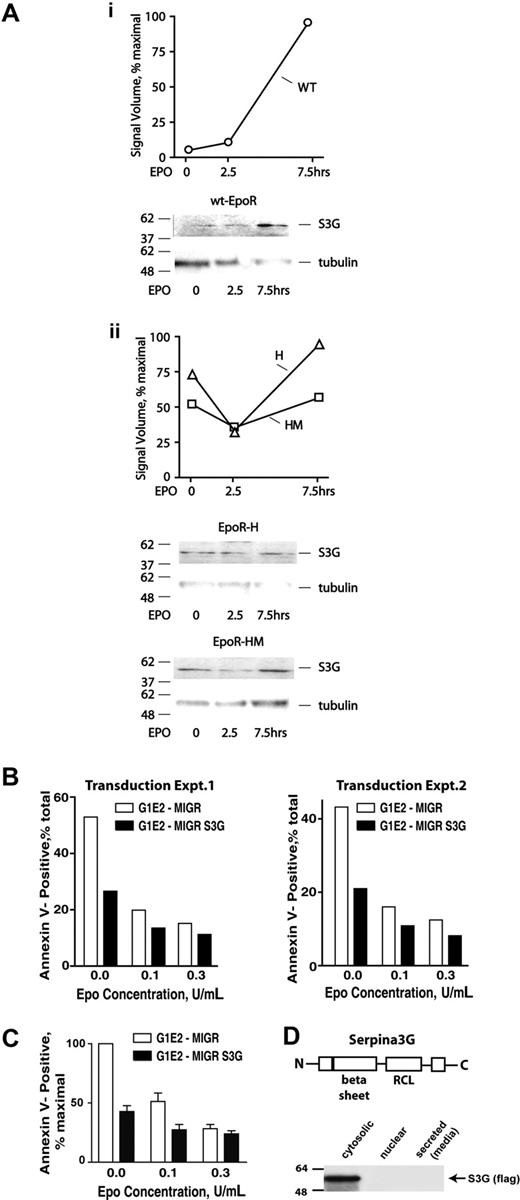 Figure 6. EPO modulation of endogenous S3G expression in wt-EPOR, EPOR-H, and EPOR-HM erythroblasts, and S3G effects on erythroid progenitor cell survival. (A) KitposCD71highTer119neg erythroblasts were isolated from wt-EPOR, EPOR-H, and EPOR-HM bone marrow expansion cultures. Cells then were cultured for 5 hours in 50 μg/mL transferrin, 0.1% BSA, 0.1 mM 2-ME, 15 ng/mL insulin, IMDM. At the time intervals indicated, cell lysates were prepared and analyzed for S3G expression via Western blotting. Outcomes for the wt-EPOR are illustrated in panel Ai, and for EPOR-HM and EPO-H alleles in panel Aii. (B) Epo-dependent G1E/JC4 cells were transduced with a MIGR-S3G retroviral construct, or with an empty MIGR vector as a negative control. For G1E/JC4-S3G and G1E/JC4-MIGR cells in exponential growth phase, EPO was withdrawn for 6 hours and subsequently was provided at the doses indicated. At 24 hours, frequencies of apoptotic cells were assayed by staining with annexin-V and flow cytometry. Transduction sets nos. 1 and 2 represent independently transduced cell populations. (C) Average effects of S3G on G1E/JC4 cell survival for 4 independent analyses also are illustrated. Values are normalized means plus or minus SE. (D) Via Western blotting of cellular fractions and concentrated media, ectopically expressed S3G was observed to localize to a cytosolic fraction. S3G's basic structure, including its serpin domain and reactive center loop (RCL), also is diagrammed.