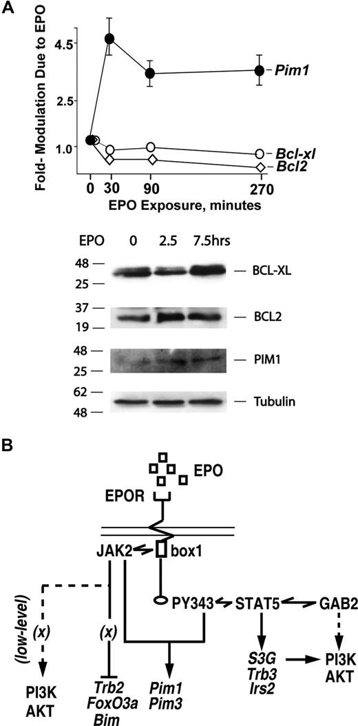 Figure 7. EPO-independent activation of BCL-XL and BCL2 expression at discrete stages of (pro)erythroblast development. (A) In primary bone marrow erythroblasts, neither BCL-XL nor BCL2 expression is EPO-modulated. KitposCD71highTer119neg erythroblasts were expanded from wt-EPOR bone marrow preparations. Cells then were cultured for 5 hours in 50 μg/mL transferrin, 0.1% BSA, 15 ng/mL insulin, 0.1 mM 2-ME, IMDM. EPO was then added (2.5 U/mL), and at 0, 2.5, and 7.5 hours cell lysates were prepared. Lysates then were analyzed by Western blotting for levels of BCL-XL, BCL2, PIM1, and beta-tubulin. In parallel, possible EPO modulation of Bcl-x or Bcl2 transcripts also was analyzed, here at 0, 30, 90, and 270 minutes of EPO exposure. Values are mean-fold modulation plus or minus SE. (B) Mapping of EPOR subdomains to EPO-regulated survival factor circuits. Presently defined EPO-modulated transcriptional response circuits are outlined. An EPOR JAK2-only circuit mediates Foxo3a, Bim, and Trb2 repression. In parallel, an EPOR/PY343/STAT5 axis enhances Pim1 and Pim3 expression, and affords EPO induction of Irs2, S3G, and Trb3.