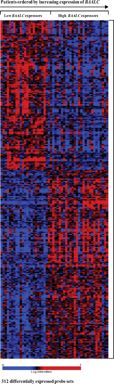 Figure 2. Heat map of the BAALC signature. Columns represent samples and rows represent genes ordered by hierarchical cluster analysis using average linkage and one minus Pearson correlation as the distance metric. Shading indicates relative expression of each gene with respect to the gene's median expression (black equal to, red above, and blue below the median value).