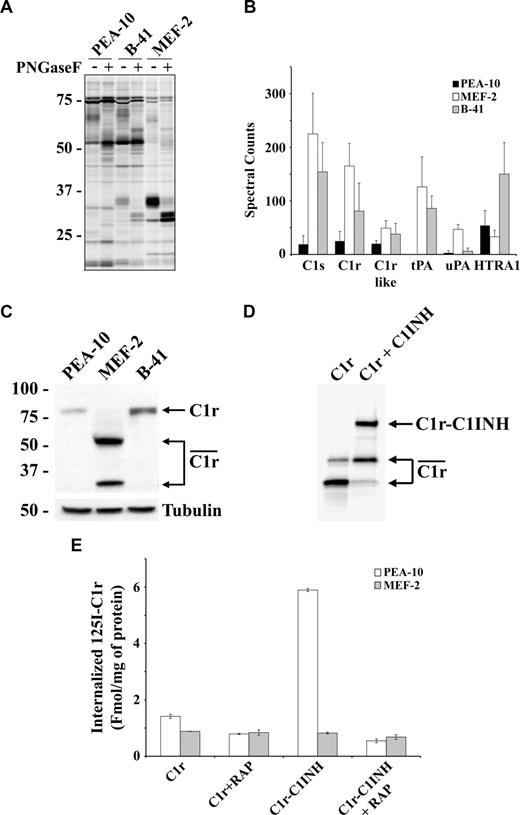 Figure 1. Active proteases are increased in conditioned medium (CM) from LRP-1–deficient cells. (A,B) CM from PEA-10, MEF-2, and B-41 cells was analyzed by ABPP. The probes used are specific for active serine hydrolases. (C) CM from PEA-10, MEF-2, and B-41 cells was analyzed by immunoblot using C1r-specific antibody (top panel). The corresponding cell extracts were immunoblotted using antibody specific for tubulin to confirm that the CM was collected from an equivalent number of cells (bottom panel). (D) 125I-labeled active C1r was incubated for 1 hour with or without C1-INH. Active C1r is shown by the connected arrows. The complex of the C1r light chain with C1-INH (C1r-C1INH) migrates as the low mobility band. (E) 125I-C1r or 125I-C1r-C1-INH was incubated for 3 hours at 37°C with PEA-10 or MEF-2 cells. Receptor-associated protein (RAP; 0.5 μM) was added to some cells during the incubation. Cells were washed and treated with pronase to remove cell surface-associated 125I-C1r. Radioactivity associated with the cell pellets was determined. Error bars represent SD.