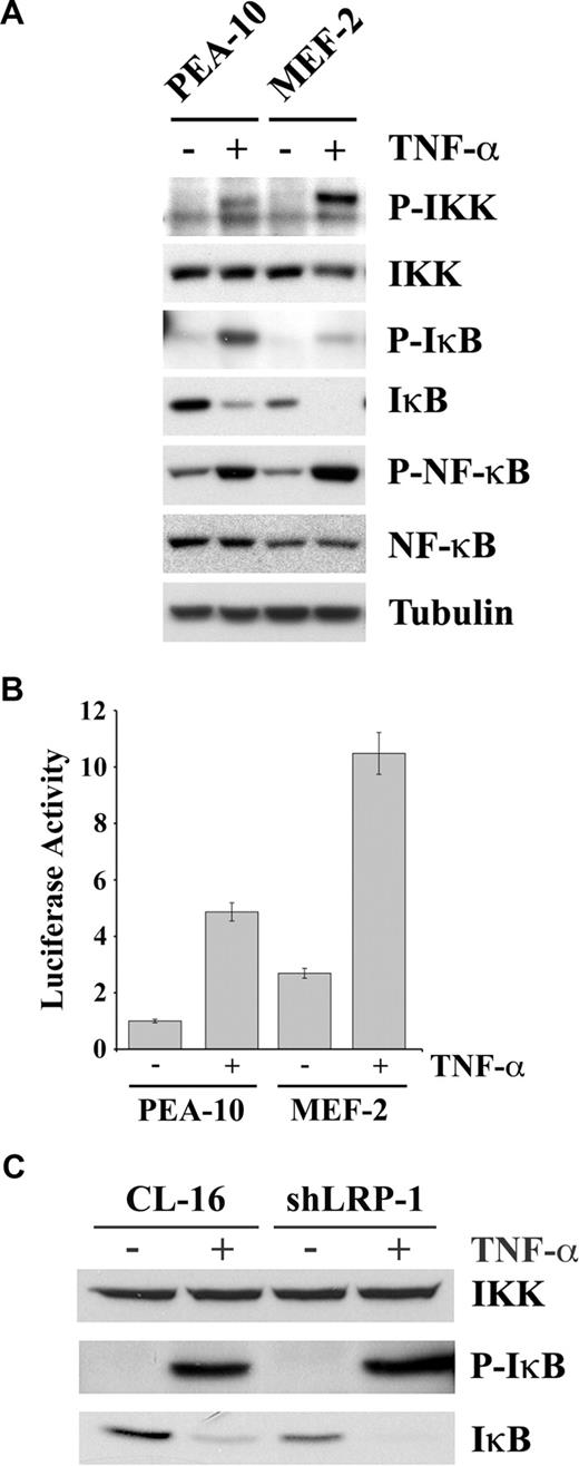 Figure 5. The IKK-NF-κB pathway is activated in LRP-1-deficient cells. (A) PEA-10 and MEF-2 cells were treated with TNF-α (50 ng/mL) or with vehicle for 10 minutes. Equal amounts of cell extract were subjected to immunoblot analysis for phosphorylated IKK, total IKK, phosphorylated IκB, total IκB, phosphorylated NF-κB, total NF-κB, and tubulin. (B) PEA-10 and MEF-2 cells were transfected with pNF-κB-Luc to measure NF-κB activity. Cells were treated with TNF-α (50 ng/mL) or vehicle. Luciferase activity was measured 6 hours later. Error bars represent SD. (C) CL-16 and shLRP-1 cells were treated with TNF-α (50 ng/mL) or with vehicle for 10 minutes. Equal amounts of cell extract were subjected to immunoblot analysis for total IKK, phosphorylated IκB, and total IκB.