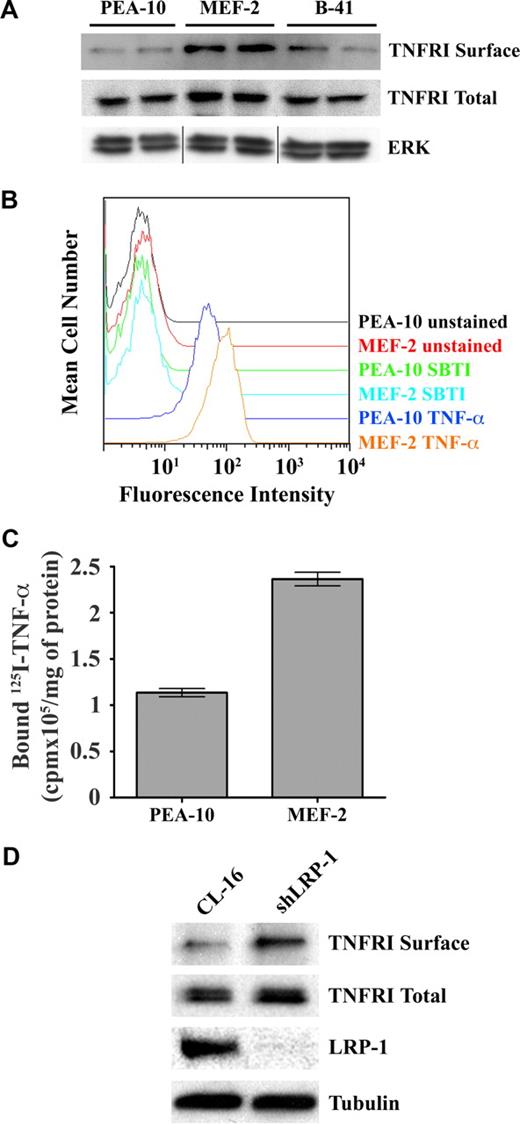 Figure 6. LRP-1 regulates cell-surface TNFR1. (A) PEA-10, MEF-2, and B-41 cells were grown for 18 hours in SFM. Cell-surface proteins then were biotin-labeled. The biotin-labeled proteins were purified by streptavidin-Sepharose affinity chromatography and then subjected to immunoblot analysis for TNFR1 (TNFR1 surface). Total cell extracts were also subjected to immunoblot analysis for TNFR1 (TNFR1 total) and for total ERK/MAP kinase as a control for protein load (vertical lines have been inserted to represent a repositioned gel lane). (B) PEA-10 and MEF-2 cells were incubated with biotin-labeled human TNF-α, followed by fluorescein isothiocyanate-labeled streptavidin. The cells then were subjected to FACS analysis. Control preparations were incubated with biotin-labeled soybean trypsin inhibitor (SBTI), which does not bind to cell-surface proteins. (C) 125I-labeled TNF-α was incubated with PEA-10 or MEF-2 cells for 4 hours at 4°C. The cells were washed and lysed in 0.1 M NaOH, 1% SDS. Radioactivity associated with the cell lysates was determined using a γ-counter. Error bars represent SD. (D) Cell-surface proteins from CL-16 cells and shLRP-1 cells were labeled with biotin and purified by streptavidin-Sepharose chromatography. The purified proteins were subjected to immunoblot analysis for TNFR1 (TNFR1 surface) or LRP-1. Total cell extracts also were subjected to immunoblot analysis for TNFR1 or tubulin as a measure of protein load.