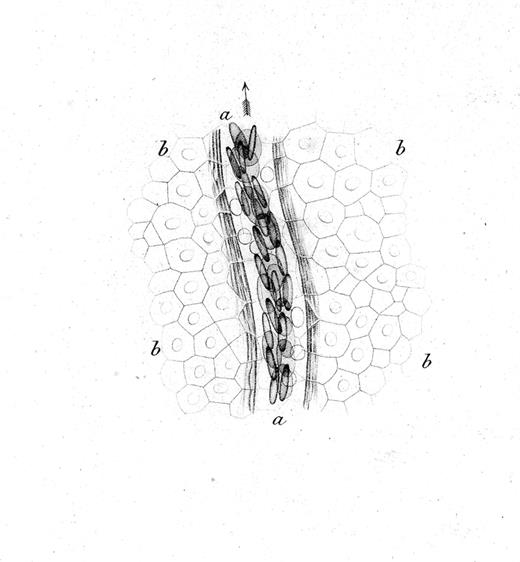 Figure 1. Drawing by Rudolph Wagner; legend translated from the German.1 Small venous branch a of the webbing of Rana temporaria at 350× magnification and close to the surface of the epidermis, whose cobblestone-like, mostly hexagonal, flattened, and for the most part nucleated cells b,b,b,b go over the vessel. Blood corpuscles are seen in multiple rows partially on the flat side, partially standing on the edge; in the light area between the flow of blood corpuscles and the vessel wall surrounded by several parallel filaments, one can see the round, bright, much slower moving lymph-corpuscles. The whole image was prepared at low illumination.