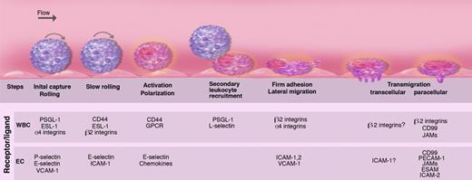 Figure 5. Multiple sequential steps mediating leukocyte recruitment during inflammation. Leukocytes are captured and begin to roll on P- and E-selectins and their ligands P-selectin glycoprotein ligand-1 (PSGL-1) and E-selectin ligand-1 (ESL-1). Some leukocytes such as lymphocytes or hematopoietic stem and progenitor cells also roll on α4 integrin and its endothelial receptor vascular cell adhesion molecule-1 (VCAM-1). L-selectin is critical for lymphocyte rolling on HEVs in lymphoid tissues. As inflammation progresses, leukocyte rolling velocity decreases, allowing the integration of activation signals from selectin ligands and G-protein–coupled receptors (GPCRs). These activation signals lead to the polarization of slowly rolling leukocytes and clustering of L-selectin and PSGL-1 to a major pole that allows further leukocyte recruitment through secondary tethers via leukocyte-leukocyte interactions. Leukocyte activation enhances integrin affinity and avidity, leading to firm adhesion on intercellular adhesion molecule-1 (ICAM-1) expressed on endothelial cells. Adherent leukocytes continuously migrate laterally to survey the microvasculature and search for possible sites for transmigration. Leukocytes can transmigrate classically through the junctional (paracellular) pathways via interactions among junctional adhesion molecules (JAMs), CD99 and platelet/endothelial-cell adhesion molecule-1 (PECAM-1), endothelial cell–selective adhesion molecule (ESAM), or alternatively through the endothelial cell (transcellular pathway). Illustration by Marie Dauenheimer.