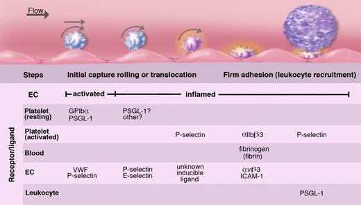Figure 8. Platelets roll/translocate on stimulated endothelium of veins; this can lead to their firm adhesion. Endothelium either activated to release WPBs or inflamed by cytokines captures resting or activated platelets. These roll on the selectins or move laterally on VWF. In inflammation, fibrinogen or fibrin oligomers can promote firm adhesion of activated platelets by cross-linking the major platelet integrin to endothelial receptors. These adherent platelets expressing P-selectin may recruit leukocytes but may also initiate pathological thrombosis such as occurs in deep veins. The various known ligands and receptors participating in these platelet adhesion events are listed. Illustration by Marie Dauenheimer.