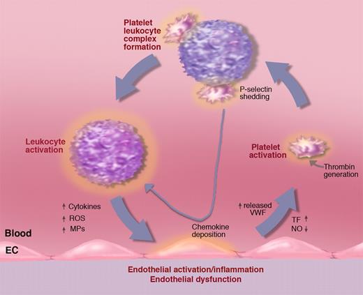 Figure 9. Activated platelets propel the vicious circle of inflammation. A procoagulant state or inflammatory process generating tissue factor (TF) may lead to platelet activation. Activated platelets bind to leukocytes promoting, in turn, leukocyte activation. Platelet leukocyte complexes produce chemokines that, when deposited on the vessel wall, facilitate leukocyte recruitment. Binding to leukocytes causes platelet P-selectin shedding. Elevated soluble P-selectin activates additional leukocytes. Activated leukocytes can produce leukocyte-derived microparticles (MPs) that further promote endothelial activation as well as cytokines and reactive oxygen species (ROSs) advancing inflammation and endothelial dysfunction. Endothelial dysfunction reduces NO and prostaglandin I2 production leading to increased release of WPBs promoting leukocyte and platelet rolling and facilitating platelet activation. Illustration by Marie Dauenheimer.