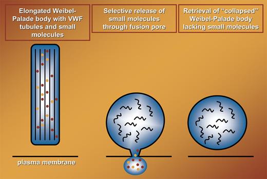 Selective release of small molecules (indicated in orange and red) during transient fusion of WPBs with the plasma membrane. During fusion elongated WPBs collapse into circular structures, designated collapsed WPBs. This most likely is due to the conversion of highly organized VWF tubules (thick black lines in left panel) into randomly organized VWF polymers (black curved lines in middle and right panels).