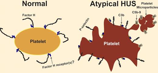 Platelets and aHUS.