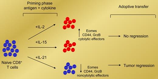 IL-2 and IL-21 mediate opposing effects on antigen-induced CD8+ T-cell differentiation. Priming naive CD8+ T cells with IL-2 or IL-15 promotes their cytolytic effector function but impairs their antitumor capability in vivo. In contrast, priming naive CD8+ T cells with IL-21 suppresses their cytolytic effector function but enhances their ability to mediate tumor regression in vivo.