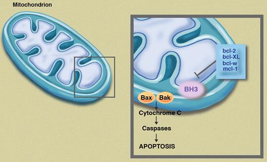 Antiapoptotic proteins, including bcl-2, bcl-XL, bcl-w, and mcl-1, prevent activation of Bax and Bak, thus inhibiting apoptosis. Pure BH3 mimetics, such as AT-101, allow activation of Bax and Bak, enhancing apoptosis. Illustration by Marie Dauenheimer.