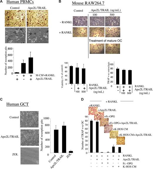 Figure 1. Effect of Apo2L/TRAIL on osteoclast differentiation and bone resorption. (A) Human peripheral blood mononuclear cells (PBMC) from healthy donors were isolated from buffy coats acquired from the Australian Red Cross Blood Service. The cells were diluted in Hanks balanced salt solution (HBSS) and separated by gradient centrifugation with Lymphoprep (Nycomed Pharma, Oslo, Norway). Isolated cells (2.5 × 105 cells/well) were then plated in minimal essential medium (MEM), supplemented with 10% fetal calf serum, l-glutamine (2 mM), Hepes (20 mM), recombinant human M-CSF (25 ng/mL; Genetics Institute, Cambridge, MA), 1α,25(OH)2vitamin D3 (10 nM; Wako Pure Chemicals, Osaka, Japan) and dexamethasone (10 nM; Fauldings, Adelaide, Australia) into 96-well plates containing slices of sperm whale dentine, for the bone resorption assay, or directly into wells for tartrate resistant acid phosphatase (TRAP) staining. The following day, media were removed and replaced with media as above, additionally supplemented with recombinant human RANKL (50 ng/mL; Roche, Indiannapolis, IN), in the presence or absence of 100 ng/mL of Apo2L/TRAIL (Genentech, South San Francisco, CA). Media and treatments were replaced every 3 days. Cells were fixed on day 9 and stained histochemically for TRAP (Sigma-Aldrich, St Louis, MO), and TRAP-positive cells were visualized by light microscopy. To assess bone resorption, dentine slices were washed in 0.1% Extran detergent, rinsed with distilled water, washed in 70% ethanol, and air-dried overnight. The dentine slices were then mounted on stubs, carbon-gold coated, and examined on a Philips XL-20 scanning electron microscope. Images were then analyzed and resorption pits counted using ImageQuant software (GE Healthcare, Little Chalfont, United Kingdom; quadruplicate dentine slices for each treatment). Results shown are average numbers of pits (± SEM) and the significant differences between treatments determined using Student t tests (2-tailed, unpaired). (B) RAW264.7 cells were left untreated or cultured in the presence of increasing concentrations of Apo2L/TRAIL with or without RANKL for 5 days. Shown are representative fields of the cell cultures treated as indicated after TRAP staining. The number of TRAP-positive multinucleated cells (containing 3 or more nuclei) was scored. The viability of identically-treated cells was assessed by crystal violet staining. Data represent the means (± SD) of 3 independent experiments. Osteoclasts generated after 5 days of RANKL-stimulation were treated with Apo2L/TRAIL for a further 24 hours as indicated to assess the effect of Apo2L/TRAIL on the survival of the mature osteoclasts. Apo2L/TRAIL had no effect on the survival of mature osteoclasts. (C) To determine the effect of Apo2L/TRAIL on bone resorption by mature osteoclasts, we used cells isolated from human primary giant cell tumors of bone (GCT) specimens known to contain abundant numbers of osteoclast-like cells, as we have described previously. GCT cells were plated onto dentine slices in 96-well plates at a density of 105/well and treated for 5 days with 100 ng/mL of Apo2L/TRAIL or with 25 μM of the osteoclast-ablating bisphosphonate zoledronic acid (ZOL). Medium and treatments were replaced on day 3 and pit formation was determined, as described above, after 5 days. Whereas treatment with ZOL completely inhibited bone resorption, Apo2L/TRAIL treatment was without effect. (D) RAW264.7 cells were cultured in the presence of RANKL (100 ng/mL) with or without recombinant Fc-OPG (100 ng/mL) or conditioned media from cultured K-HOS human osteosarcoma cells in the presence or absence of 100 ng/mL of Apo2L/TRAIL. The number of TRAP+ osteoclasts were assessed as described in panel A. The data represent the means (± SD) of 3 different experiments.