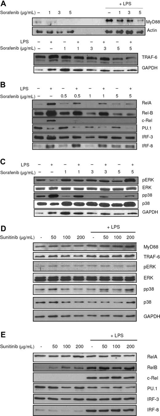 Figure 5. Sorafenib affects intracellular signaling pathways. LPS (100 ng/mL) was added to immature DCs 15 minutes (A, top figure) or 24 hours (A, bottom figure, B-E) before harvesting. Protein levels were detected by SDS-PAGE and Western blot. Ponceau S staining was performed to ensure equal loading of the gel. (A) Sorafenib affects the TLR pathway. MyD88 and TRAF6 levels were reduced by sorafenib treatment. (B) Sorafenib reduces nuclear localization of the NF-κB family members c-Rel, Rel-B, Rel-A, and of PU.1 and IRF-3 in mature cells and nuclear translocation of Rel-B, IRF-3, and PU.1 also in immature cells. Protein levels of IRF-8 in nuclei were not affected. (C) The inhibitory effects of sorafenib partly are mediated by MAPK cascade and the PI3K/AKT pathway. Sorafenib reduces phosphorylation states of p38, whereas sorafenib induces phosphorylation of ERK. (D) Addition of sunitinib to the culture medium has no effect on the signaling pathways in DCs. (E) Addition of sunitinib to the culture medium has no effect on nuclear translocation of c-Rel, Rel-B, Rel-A, PU.1, IRF-3, and IRF-8. Representative experiments of at least 4 are presented.
