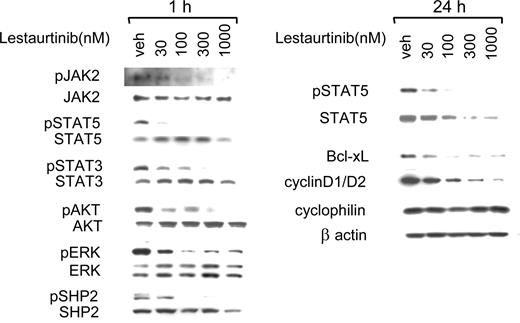 Figure 5. Lestaurtinib inhibits STAT5 phosphorylation and other downstream effectors of JAK/STAT signaling. Lysates from cultured cells from a subject with CIMF (homozygous for the V617F mutation) exposed to various concentrations of lestaurtinib for 1 hour and 24 hours. Phosphorylation of JAK2, STAT5, STAT3, AKT, ERK, and SHP2 was assayed by Western blot from samples treated for 1 hour (left panel). Blots were stripped and reprobed with antibodies against total protein for controls. Right Panel: After a 24-hour exposure, phosphorylation of STAT5 and expression of STAT5, Bcl-xL, and cyclin D1 and D2 were assessed by Western blot. Cyclophilin and β-actin served as loading controls.