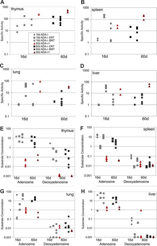 Figure 3. ADA specific activity and substrate levels after neonatal BMT. ADA enzyme specific activity (nmol of adenosine converted to inosine/min/mg protein) was determined in tissue lysates.12 Age-matched, Ada+/+ congenic controls were compared at day 16 (n = 4) and day 60 (n = 2) to untreated Ada−/− mice (n = 3) and Ada−/− treated with neonatal BMT at day 16 (n = 3) and day 60 (n = 6) and to Ada−/− mice receiving ERT with PEG-ADA at day 16 (n = 2) and at day 60 (n = 2). ADA specific activity in the thymus (A), spleen (B), lung (C), and liver (D). ADA substrate concentrations (nmol/mg protein) of adenosine and deoxyadenosine in thymus (E), spleen (F), lung (G), and liver (H).