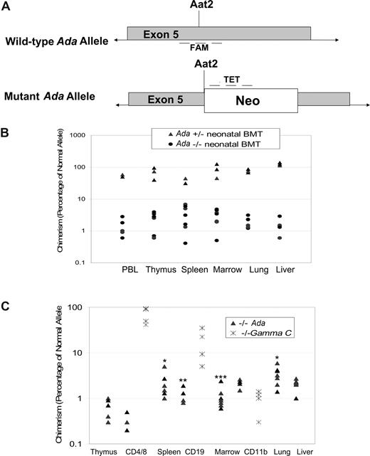 Figure 4. Determination of donor chimerism after neonatal BMT. (A) Schematic representation of qPCR approach for determining donor chimerism. A real-time quantitative PCR (qPCR) primer/probe set was designed to amplify the normal, wild-type Ada allele at the site of disruption in the mutant allele by insertion of the Neo gene at the unique Aat2 site in exon 5. A second set of primers/probe was designed to the neomycin resistance gene inserted at the Aat2 site in the mutant allele. (B) Chimerism at 16 days after neonatal BMT. Whole litters borne of heterozygous matings were injected with normal donor bone marrow within the first 1 to 3 days after birth; the individual genotypes were subsequently determined from tail DNA. Mice were killed at 16 days of age, and DNA from tissues was analyzed to measure donor chimerism. Both homozygous Ada−/− mice and heterozygous +/− mice were analyzed, with the heterozygote littermates (50% normal allele) serving as internal controls for the qPCR measurements. (C) Chimerism at 60 days after neonatal BMT. In ADA-deficient mice (n = 7), chimerism was determined at day 60 after neonatal BMT, analyzing DNA from tissue fragments as well as from the indicated cell subpopulations isolated with immunomagnetic beads from thymus (CD4+ and CD8+ T cells), spleen (CD19+ B cells), and bone marrow (CD11b+ myeloid cells). γC gene knockout mice (Ly5.1) were treated by neonatal infusion of normal congenic bone marrow (Ly5.2, γC+/+) and killed after 60 days (n = 4). Cells from thymus (CD4+ and CD8+ T cells), spleen (CD19+ B cells), and bone marrow (CD11b+ myeloid cells) were analyzed by flow cytometry to measure donor chimerism, based on the percentage of cells of the indicated cell subpopulations expression Ly5.2. Statistical analysis for Ada−/− only: *Significantly higher than thymus (P < .05), marrow (P < .05), and liver (P < .05). **Significantly higher than CD4 (P < .01). ***Significantly higher than CD19 (P < .006) and CD4 (P < .001).