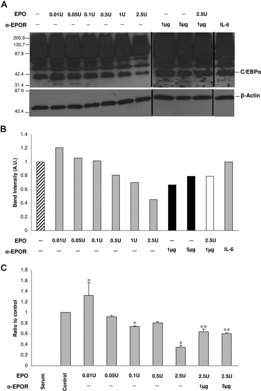 Figure 3. C/EBPα protein levels and binding to HAMP promoter are modulated by EPO in a dose-dependent manner. (A) Western blot analysis of C/EBPα levels in HepG2 cells after treatment with physiological and supraphysiological doses of rEPO, anti-EPOR antibody, or IL-6. β-Actin was used as a loading control (bottom panel). Numbers on the left of each panel correspond to the sizes of the MW marker bands. Figure shows a representative result of 3 experiments. Vertical lines have been inserted to indicate repositioned gel lanes. (B) Scanning densitometry of C/EBPα Western blot. Data are normalized for β-actin levels and are expressed as arbitrary units (AU). (C) qRT-PCR–ChIP analysis of the effect of rEPO and anti-EPOR on the binding of C/EBPα to the HAMP promoter. Figure shows the averages and SD of 2 experiments, each with 3 replicates. * signals a significant (P < .05) difference between EPO-treated samples and the nontreated control (one-way ANOVA); ** signals a significant (P < .05) difference between anti-EPOR–treated samples and the 2.5 U EPO–treated cells (one-way ANOVA).