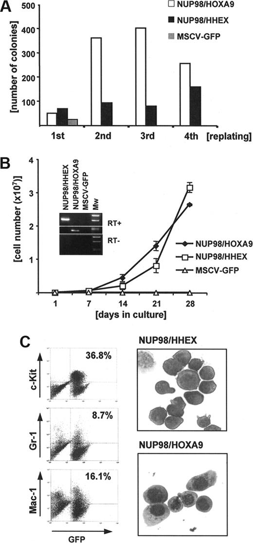 Figure 2. Expression of NUP98/HHEX in murine bone marrow progenitors results in enhanced self-renewal and immortalization in vitro. (A) Representative (of 5 independent experiments) assay showing increasing number of colonies with successive replating for cells retrovirally expressing NUP98/HHEX or NUP98/HOXA9 and a rapid decline in bone marrow transduced with the empty pMSCV-IRES-EGFP vector. (B) NUP98/HHEX expression results in expansion of transduced (EYFP+) cells in IL-3–, IL-6–, and mSCF-containing medium. The insert confirms mRNA expression of the fusion as assessed by RT-PCR using primers covering the breakpoints. Error bars represent SD from 3 independent experiments. (C) Immunophenotype of bone marrow cells from liquid cultures. Representative Wright-Giemsa–stained cytospin preparation of NUP98/HHEX- or NUP98/HOXA9-transduced bone marrow, cultured for 3 weeks in the presence of IL-3.