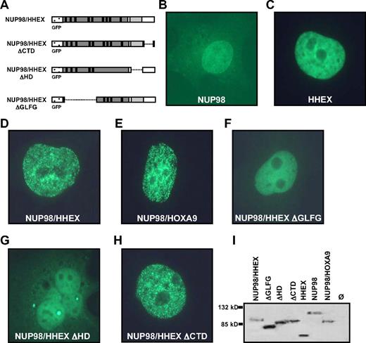 Figure 3. Cellular localization of wild-type (WT) and mutant forms of the NUP98/HHEX fusion protein. (A) Schematic representation of N-terminal EGFP-tagged NUP98/HHEX expression constructs. (B-H) Localization of EGFP-tagged proteins upon transient transfection in HeLa cells. (I) Immunoblot of expressed proteins as detected by anti-GFP antibodies.