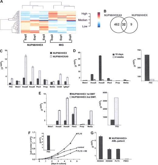 Figure 7. Identification and validation of putative NUP98/HHEX target genes by comparative gene expression profiling. (A) Gene expression signature of bone marrow progenitors cells 72 hours after retroviral transduction expressing NUP98/HHEX in unsupervised analysis using hierarchic clustering method. (B) Venn diagram analysis of numbers of genes found to be regulated by NUP98/HOXA9 (left), NUP98/HHEX (right), or both fusion genes (middle). (C) Quantitative RT-PCR (Q-PCR)–based validation of genes regulated by NUP98/HOXA9 and NUP98/HHEX in murine bone marrow cells 72 hours after transduction. (D) Expression of selected putative targets in NUP98/HHEX-expressing murine bone marrow cells after 10 days (▬) or 4 weeks () of culture in medium containing IL-3, IL-6, and SCF (Q-PCR analysis). (E) Expression of selected putative NUP98/HHEX target genes in leukemic blasts from primary (▬) and secondary () transplantations. Note the excessive levels of Flt3 mRNA expression in NUP98/HHEX blasts (right panel). (F) In vitro growth curve where bone marrow cells harvested from diseased NUP98/HHEX mouse were grown in 10% FBS and 50 ng/mL FL in the presence or absence of 10 μM Flt3 inhibitor for a period of 6 days. The insert shows a high level of expression of Flt3 mRNA in analyzed cells prior to the addition of Flt3 inhibitor. (G) Expression of HOXA5, HOXA9, FLT3, and PBX3 in blasts from a patient with t(10;11)(q23;p15) and NUP98/HHEX. Quantitative RT-PCR analysis normalized to the levels observed in cord blood mononuclear cells from 2 healthy donors. Bars represent the variance from 3 independent experiments.