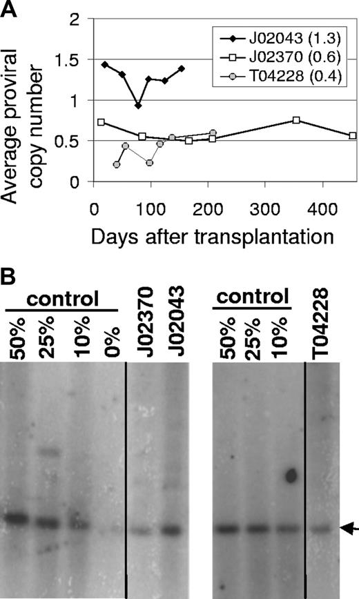 Figure 3. Gene marking levels in peripheral blood cells of monkeys that received HIV-based lentiviral transduced marrow stem cells. (A) The vector provirus genomes in PB from monkeys J02043, J02370, and T04228 were determined by Taqman PCR relative to a control cell line with a single integrated lentiviral vector to determine the average proviral vector copy number. The average copy number from all dates is indicated in parentheses. (B) Southern blot analysis confirms high-level marking in all 3 monkeys. Vertical lines indicate repositioned gel lanes.