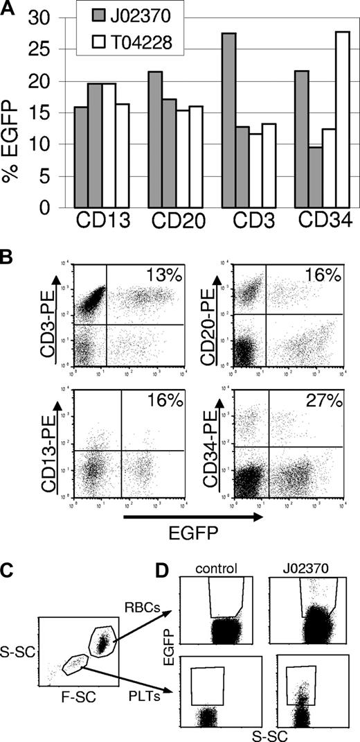 Figure 4. Flow cytometric analysis of transgene-expressing cells in peripheral blood subpopulations and BM CD34+ cells. (A) The percentage of transgene-positive cells in different leukocyte subpopulations in the peripheral blood of monkeys that received an EGFP-expressing vector at days 67 and 174 (J02370), or days 116 and 441 (T04228) after transplantation. In these monkeys, EGFP-expressing cells were found in all lineages examined. (B) Flow cytometry data for EGFP expression in different lineages from animal T04228 at day 441. Each lineage was identified with a phycoerythrin (PE)–labeled antibody. The percentages shown are for the total number of EGFP- and lineage-positive cells over the total number of lineage positive cells. (C) Gating on red blood cells (RBCs) and platelets (PLTs) was based on scatter characteristics (S-SC is side scatter and F-SC is forward scatter). (D) EGFP-expressing red blood cells (top panels) and platelets (bottom panels) are plotted with side scatter for a control animal and for animal J02370. Because of the overlapping positive and negative populations due to low fluorescence intensity, especially in red blood cells, the percentages of marked cells (5.6% in red blood cells, 6.7% in platelets) likely underestimate the actual percentage of EGFP-expressing cells.