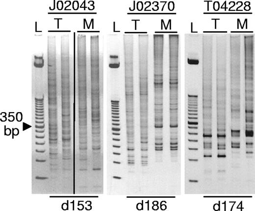 Figure 5. Polyclonal repopulation with transduced hematopoietic cells. Peripheral blood samples were analyzed by LAM-PCR revealing polyclonal repopulation of all 3 monkeys. An ethidium bromide–stained acrylamide gel of LAM-PCR products is shown; L, 50 bp standard. In lanes labeled M, DNA samples were digested with the restriction enzyme MspI, and in lanes labeled T, DNA samples were digested with Tsp509I restriction enzymes that have compatible sticky ends. The day after transplantation on which the PB samples were collected is listed below (d153 is day 153 after transplantation). The vertical line indicates a repositioned gel lane.