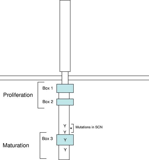 Figure 1. Schematic diagram of the cytoplasmic domain of the granulocyte colony stimulating factor receptor. Depicted are the regions that mediate signals for proliferation and maturation as well as the 4 tyrosine residues that are phosphorylated on ligand binding. The critical region containing the mutations in severe congenital neutropenia is bracketed; the asterisk denotes the site for the alternative splicing event that generates the class IV isoform.