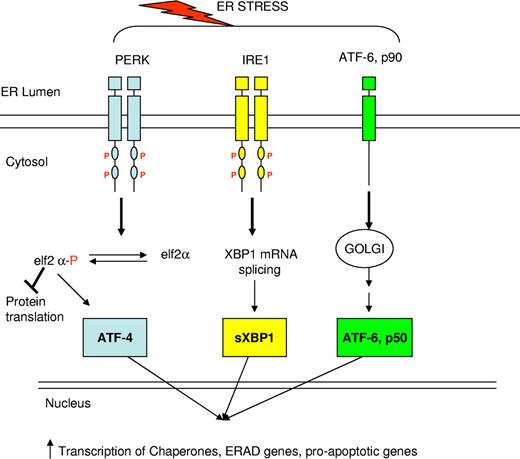 Figure 2. Schematic diagram of the unfolded protein response. In response to endoplasmic reticulum (ER) stress, signals are transmitted from the ER to the cytoplasm via 3 transmembrane proteins in the ER membrane. Signaling from these 3 proteins leads to many downstream responses: Protein kinase RNA (PKR)-like ER kinase (PERK) phosphorylates elF2, which causes a global decrease in protein synthesis. IRE1 activation leads to splicing of XBP1; sXBP1 enters the nucleus and increases transcription of chaperone proteins, ER-associated protein degradation proteins, and proapoptotic proteins. ATF6 is cleaved and the cleaved portion enters the nucleus where it stimulates transcription of XBP1 and other unfolded protein response target genes.