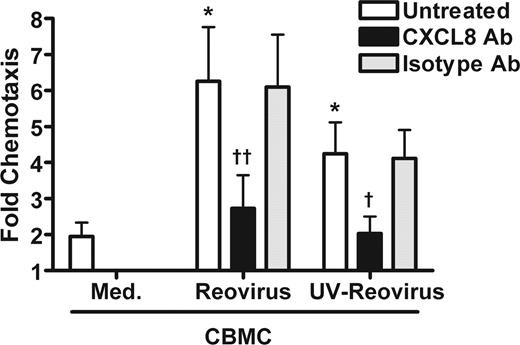 Figure 6. Supernatants from reovirus-infected CBMCs induce CXCL8-dependent NK cell migration. CBMCs were infected with reovirus or UV-inactivated reovirus, or with medium (med) as a negative control for 24 hours. The resultant supernatants were left untreated, or treated with an anti-CXCL8 (4 μg/mL) or isotype control mAb before being placed in the bottom chamber of 96-well chemotaxis assays. FACS-isolated CD56+ CD3− NK cells were placed in the top chamber, and chemotaxis was assessed after 2 hours. Mean migration to supernatants: reovirus, 17.2%; UV-reovirus, 12.3%. Graph shows the mean (± SEM) of the fold increase in chemotaxis over medium of 4 experiments using different CBMC cultures. *P < .05 compared with CBMC medium; †P < .05, ††P < .01, compared with no treatment.