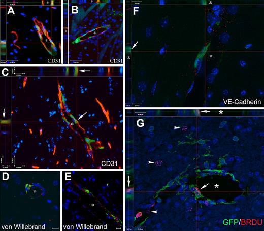 Figure 5. Cells of BM origin populate the vascular endothelium in mice with PMCAO treated with G-CSF/SCF. (A-C) Images from Z-stacks, where sections from G-CSF/SCF–treated PMCAO mice were immunostained with CD31, a specific marker of vascular endothelium, and GFP to track the bone marrow origin. The side panels demonstrate the colocalization of the 2 markers (endothelial marker and GFP) in several cells of the vascular wall. (D,E) demonstrates colocalization of GFP with the von Willebrand factor in vascular endothelium shown in red. (F) One level of a Z-series with side panels demonstrating that a GFP+ cell lining the lumen of a capillary (*) is also labeled with red dots representing the antibody staining for VE-cadherin, another specific endothelial cell marker. (G) Colocalization of BRDU (red dots over labeled nuclei) with GFP in a luminal cell lining a capillary (*). Arrow points to the colocalization of the red and green in the main panel as well as in the side panels. Arrows point to BRDU+ nuclei that do not belong to GFP+ cells. The images are a single level taken out of a Z-series, where the section was optically sliced into 0.5-μm–thin sections and iterative restoration was perfomed using Volocity 4.0 software. Objective, 40×; numeric aperture, 0.6 (A-E); and objective, 63×; numeric aperture, 0.7 (F). Scale bar equals 25 μm (A-C), 10 μm (D-F), and 16 μm (G).