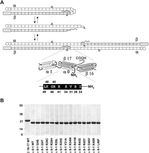 Figure 1. Relationship between the human red cell spectrin dimer-tetramer equilibrium and tetramer site univalent recombinant peptides. (A) A model depicting the 2 equilibria in the overall dimer-tetramer equilibrium of human red cell spectrin. The first step in tetramer formation is opening of a closed dimer (top panel), followed by head-to-head association of 2 open dimers to form a tetramer. Dimer and tetramer models schematically illustrate the repeats that comprise the α and β monomers as follows: rectangles represent the many tandem homologous “spectrin type” repeats; the loop attached to the α9 repeat depicts the SH3 domain, which is inserted in the loop between the B and C helices of repeat 9 (this SH3 domain is designated α10 for historical reasons); the hexagons at the α chain C-terminus represent EF-hand regions (calmodulin-like domains); the elongated rectangle (ABD) at the N-terminus of β-spectrin represents the actin-binding domain (calponin homology domain); the squiggly “tail” represents the nonhomologous phosphorylated C-terminal end of β-spectrin. An enlarged view of the tetramerization site schematically illustrates the α0-1 and β16-17 recombinant peptides using cylinders to represent the 3 helix bundles. In this model, the tetramer binding site is composed of a C helix from the partial α0 repeat and a B and C helix from the β17 partial repeat. The amino acid residues and residue numbers in the α0 C helix that are mutated in HE/HPP patients are shown in the black bar immediately below the tetramer site model. (B) A 1-D 12% Bis-Tris SDS gel stained with Coomassie Brilliant Blue of the purified recombinant proteins (2 μg). Molecular weights of standard proteins are indicated on the left (in kilodaltons).