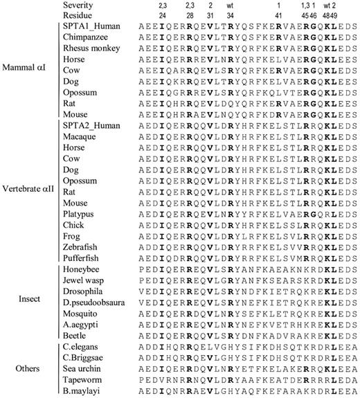 Figure 4. Comparison of evolutionary sequence conservation within the spectrin α0 C-helix. Alignments of spectrin sequences encompassing approximately the C-helix of the α0 partial repeat involved in tetramer binding are shown. All known N-terminal region sequences of α-spectrins were extracted from the National Center for Biotechnology Information nonredundant protein sequence database64 using BLASTP 2.2.17 and human red cell spectrin (SPTA1) residues 1 to 158 as the query sequence. The severity of decreased tetramer binding affinity (Table 1) and residue numbers of the 14 known HE/HPP mutations are shown above the sequences. For these positions, residues that match the wild-type human red cell spectrin sequence are shown in bold type.