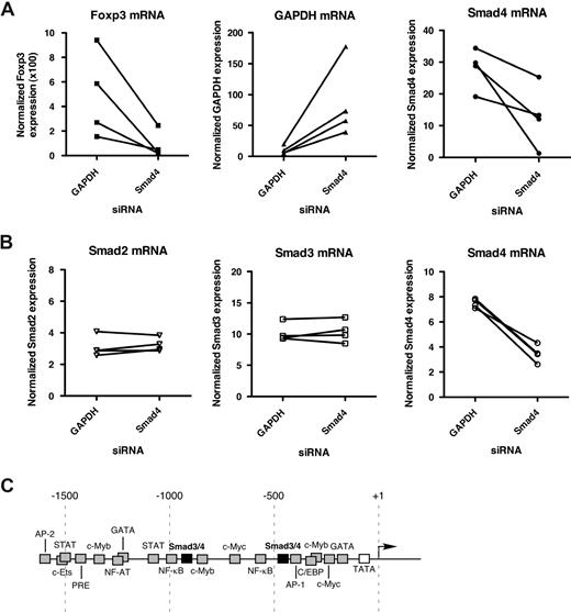 Figure 2. A role for Smad3/4 in the expression of Foxp3 in CD4+CD25+ T cells. (A) CD4+CD25+ T cells from healthy donors were transfected with the indicated siRNA and assayed for Foxp3 mRNA expression after 24 hours by FAST real-time RT-PCR (FAST TaqMan). GAPDH and Smad4 mRNA expression was also analyzed in parallel to monitor siRNA-mediated knockdown efficiency. Shown are results from 4 independent experiments using a different donor for each experiment. (B) To demonstrate Smad4 siRNA specificity, CD4+ T cells from 4 healthy donors were transfected with Smad4 siRNA or GAPDH siRNA (irrelevant control) and assayed for Smad2, Smad3, and Smad4 expression by FAST real-time RT-PCR (FAST TaqMan). (C) Schematic representation of the human Foxp3 promoter regions with putative transcription factor–binding sites.