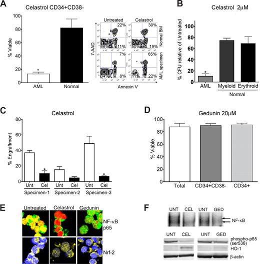 Figure 2. Biological characterization of terpenoids identified by gene expression analyses. (A) Bar chart of FACS analysis indicating significant impairment of viability (single asterisk, P < .01; N = 3 patient samples) of primary CD34+ CD38− AML cells versus normal human CD34+ CD38− bone marrow treated with 2 μM celastrol. Alongside, a representative FACS analysis of viability is shown. The lower left quadrant (annexin V negative/7-AAD negative) represents viable cells, whereas events in the lower right and upper right panels represent dying and dead cells, respectively. Viability is represented as a percentage of untreated controls. (B) Methylcellulose colony assays of primary human cells treated with 2 μM celastrol. Normal erythroid, myeloid, and AML colony forming units are shown relative to untreated controls. Error bars represent the standard error of the mean. Black bars are normal cells. White bars are AML. Significant selectivity (asterisk) is indicated by either the AML versus myeloid or AML versus erythroid comparisons with celastrol treatment (single asterisk, P < .01; N = 3 patient samples). Viability is represented as a percentage of untreated controls. (C) Bar charts indicate the percent engraftment of AML cells in NOD/SCID mice after 18 hours in culture with 2 μM celastrol (Cel) versus untreated control (Unt). White bars represent the cohort of animals injected with untreated cells; black bars represent 2 μM celastrol treatment. Significant loss of engraftment (P < .01, single asterisk; N = 3 patient samples, 3-4 mice/sample) in NOD/SCID mice is observed with celastrol treatment. No asterisk, P = .11 (4 mice). Overall P value for the treatment is P = .0003. (D) Bar chart indicating viability of phenotypically defined AML cells 24 hours after treatment with 20 μM gedunin (N = 3 patient samples). Viability is represented as a percentage of untreated controls. (E) Representative confocal microscopy images of primary CD34+ AML cells treated with 2 μM celastrol, 20 μM gedunin, or left untreated. Top panels show overlays labeling for NF-κB p65 (green) and nucleus (red). Bottom panels show overlays for Nrf2 (yellow) and nucleus (blue). (F) Top panel: EMSAs indicating NF-κB binding relative to untreated (UNT) cells with either 2 μM celastrol (CEL) or 20 μM gedunin (GED) 6 hours after treatment of CD34+ AML cells. Bottom panel: immunoblots indicating phospho-p65, HO-1, and β-actin levels at 6 hours in primary CD34+ AML treated with 2 μM celastrol (CEL) treatment, 20 μM gedunin (GED), or left untreated (UNT).