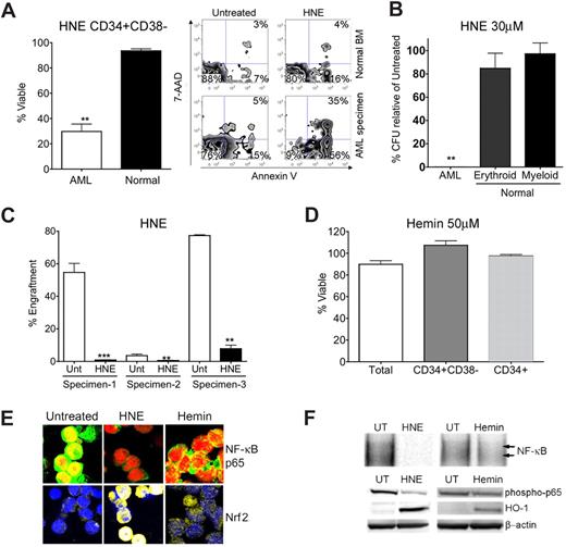 Figure 3. Biological characterization of nonterpenoids identified by gene expression analyses. (A) Bar chart of FACS analysis indicating significant impairment of viability (single asterisk, P < .01; N = 3 patient samples) of primary human CD34+ CD38− AML cells versus normal CD34+ CD38− marrow cells treated with 30 μM HNE. Alongside, a representative FACS analysis of viability is shown. The lower left quandrant (annexin V negative/7-AAD negative) represents viable cells, whereas events in the bottom right and top right panels represent dying and dead cells, respectively. Viability is represented as a percentage of untreated controls. (B) Methylcellulose colony assays of primary human cells treated with 30 μM HNE. Normal erythroid, myeloid, and AML colony forming units are shown relative to untreated controls. Error bars represent the standard error of the mean. Black bars are normal cells. White bars are AML. Significant selectivity (double asterisk) is indicated by either the AML versus myeloid or AML versus erythroid comparisons with HNE treatment (P < .001; N = 3 patient samples). Viability is represented as a percentage of untreated controls. (C) Bar charts indicate the percent engraftment of AML cells in NOD/SCID mice after 18 hours in culture with 30 μM HNE versus untreated control (Unt). White bars represent the cohort of animals injected with untreated cells; black bars represent 30 μM HNE treatment. Significant loss of engraftment (P < .001, double asterisk; P < .0001, triple asterisk; N = 3 patient samples, 4 mice/sample) in NOD/SCID mice is observed with HNE treatment. Overall P value for the treatment is P < .0001. (D) 50 μM hemin lacks toxicity to total (white bar), CD34+/CD38− (gray bar), and CD34+ (shaded bar) primary human AML populations. Viability is represented as a percentage of untreated controls. (E) Representative confocal microscopy images of primary CD34+ AML left untreated or treated with 30 μM HNE or 50 μM hemin. Top panels show overlays labeling for NF-κB p65 (green) and nucleus (red). Bottom panels show overlays for Nrf2 (yellow) and nucleus (blue). (F) Top panel: EMSAs of NF-κB binding relative to untreated (UT) cells with either 30 μM HNE or 50 μM hemin at 6 hours after treatment in CD34+ AML. Bottom panel: immunoblots of phospho-p65, HO-1, and β-actin levels at 6 hours in primary CD34+ AML treated with 30 μM HNE treatment, 50 μM hemin, or left untreated (UT).