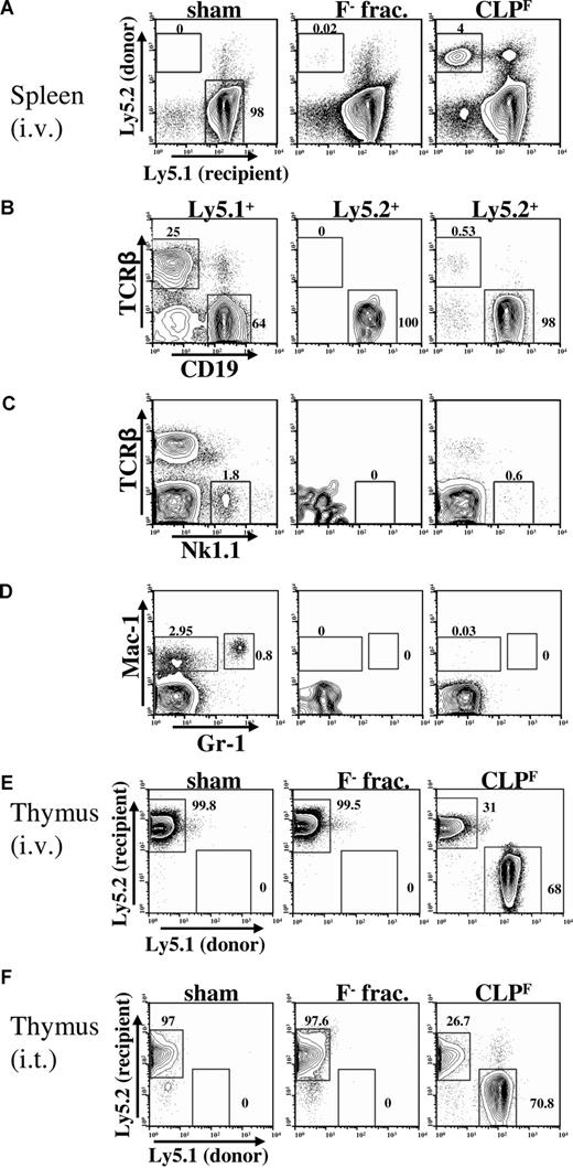 Figure 2. Only CLPF have multilymphoid potential in vivo. (A-D) FACS analysis of spleens 3 weeks after intravenous transplantation of 103 CLPF or CLPF− into Ly5 congenic, sublethally (400 rad) irradiated hosts and control mice that received sham transplants. (A) Host cells are Ly5.1+ whereas donor-derived cells are Ly5.2+. (B,C) FACS plots showing T cell (TCRαβ+), B cell (CD19+), or NK cell (Nk1.1+) cell reconstitution of the spleen after pregating on either Ly5.1+ host cells (left panels) or Ly5.2+ donor-derived cells (middle and right panels). Both Flk2− and Flk2+ CLPs gave rise to B cells but donor-derived T cells and NK cells were only detectable in CLPF reconstituted mice. (D) FACS plots showing absence of myeloid cells (Mac-1+Gr-1+) from donor-derived Flk2− fraction cells or CLPF. (E) Thymi from irradiated (400 rads) host Ly5.2+ animals 3 weeks after intravenous (i.v.) transplantation of 103 CLPF or Flk2− fraction cells in comparison to animals that received sham transplants (PBS) were analyzed for donor derived Ly5.1+ progeny. 3 weeks after transplantation CLPF derived thymocytes were responsible for roughly two-thirds of the thymus cellularity in mice that received transplants whereas the Flk2− fraction yielded no thymic cells. (F) Thymic reconstitution after intrathymic injection of 103 Ly5.1+ CLPF or Flk2− fraction cells into irradiated (400 rads) Ly5.2+ recipient mice. Numbers on plots are percentages of gated cells.