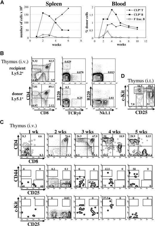 Figure 3. Kinetics of CLPF-driven T cell reconstitution. (A) Kinetic analyses of B-cell (squares) and T-cell (diamonds) reconstitution of spleen (left panel) and blood (right panel) of sublethally irradiated mice that received transplants of 103 CLPF (black) or Flk2− fraction cells (white). Results shown are mean values of 3 to 5 animals analyzed per time point. For blood analysis, the same animals were bled periodically for 10 weeks. (B) FACS plots illustrating the CD4/CD8 profile of host (top row) and CLPF derived donor cells (bottom row) as well as reconstitution with thymic B cells (B220+), γδ T cells, and NK cells showing the lymphoid potential of CLPFs. (C) FACS plots illustrating the T-lineage development of intravenously injected CLPF in the thymus, from 1 to 5 weeks. Detailed analysis of CD4/CD8 development (top row), and within the CD4/CD8 double negative fraction, CD44 and CD25 development (middle row) or CD25 and c-Kit development (bottom row), after previously gating on lineage negative cells. Shown are representative FACS plots from 3 mice that received transplants per time point. (D) Thymic reconstitution 6 days after intrathymic (i.t.) injection transfer of 103 CLPF into congenic unirradiated mice. Events shown are gated on lineage negative donor-derived cells. FACS analysis reveals generation of c-Kithi DN1 (CD25−c-Kit+) and c-Kithi DN2(CD25+c-Kit+) directly derived from CLPF. Numbers on plots are percentages of gated cells.